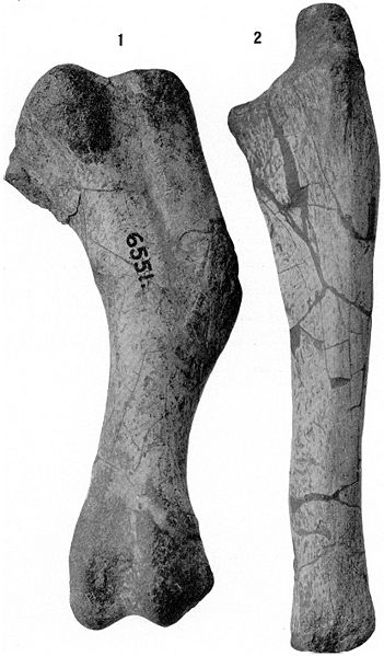 This picture shows two dinosaur leg bones. Figure 1 shows the right humerus of a Mandschurosaurus while figure 2 shows the right ulna of the same dinosaur. The photo was taken against a white background.