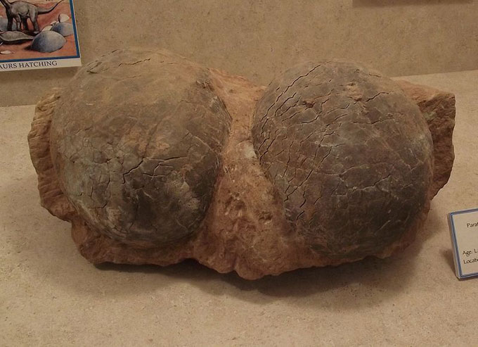 This picture shows a pair of fossilized dinosaur eggs. They were found in Kaoguo Formation, Henan, China and were photographed while on display at the San Diego County Fair, California, USA. Dinosaur eggs vary in size depending on the type of dinosaur with the largest found being up to 60 cm (2 feet) in length.