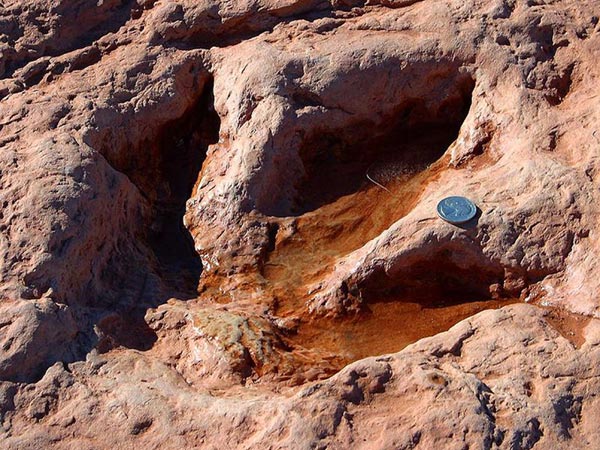 This picture shows the imprint of a large dinosaur track left in the ground. Dinosaur tracks are found all over the world and help give scientists a better understanding of dinosaur behaviour and anatomy.