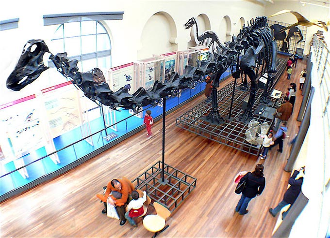 This picture shows the impressive skeleton of a Diplodocus in a Madrid museum. Diplodocus was a massive Sauropod dinosaur that lived in the Jurassic Period (around 150 million years ago). It is well known thanks to its classic dinosaur shape as well as the large number of Diplodocus fossils that have been found.