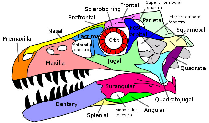 dinosaur skull bones