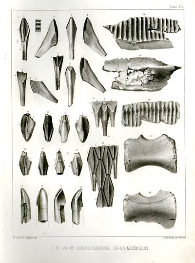 This picture shows a plate from an 1865 lithograph of fossilised Hadrosaurus bones. Hadrosaurus lived in the late Cretaceous Period (around 70 million years ago). It was a herbivore (plant eater) and moved on two legs.