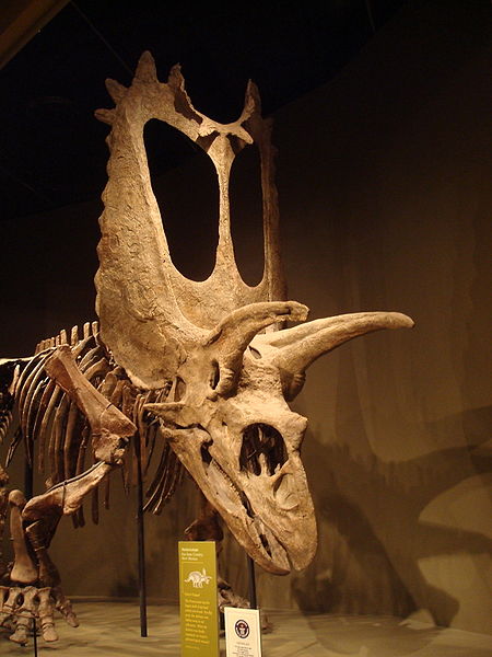 This picture shows the skeleton of a dinosaur called Pentaceratops. Pentaceratops lived in the late Cretaceous Period (around 75 million years ago). Its name means 'five horned face'. This photo was taken at the Sam Noble Oklahoma Museum of Natural History.