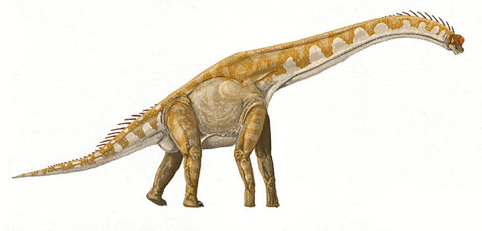 This drawing shows the possible appearance of Brachiosaurus, a Sauropod dinosaur from the late Jurassic Period (around 150 million years ago). The Brachiosaurus was a herbivore (plant eater) and lived in North America.