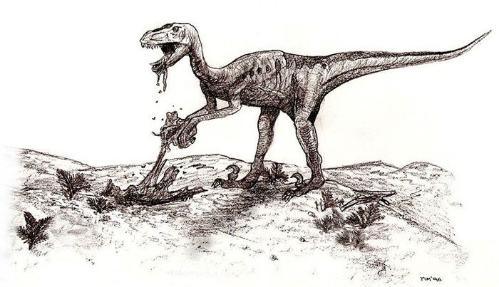 This sketch shows a Deinonychus feeding on the remains of another dinosaur or animal. Deinonychus reached around 3.4 metres (11 feet) in length and were from the same family of dinosaurs as the Velociraptor.