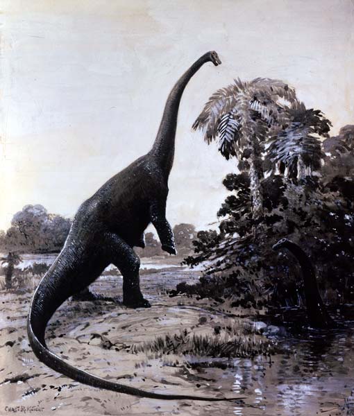 This painting by Charles Knight shows the possible appearance of a Diplodocus as it feeds on plants. The Diplodocus was a huge Sauropod dinosaur that lived in the Jurassic Period (around 150 million years ago).