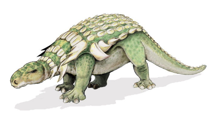This drawing shows the possible appearance of Edmontonia, a dinosaur from the late Cretaceous Period (around 75 million years ago). Edmontonia was a large, armored dinosaur that reached around 6.6 metres (22 feet) in length and featured a number of bony plates and sharp spikes along its back.