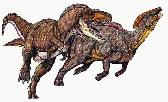 This drawing shows the possible appearance of a Gorgosaurus as it attacks a Parasaurolophus. Gorgosaurus was a Theropod that lived in the late Cretaceous Period (around 75 million years ago). It lived in North America and was from the same family of dinosaurs as the Tyrannosaurus rex, featuring small arms, sharp teeth and a length of around 9 metres (30 feet).