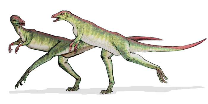 This drawing shows the possible appearance of Lesothosaurus, a small dinosaur from the early Jurassic Period (around 200 million years ago) that measured around 1 metre (3 feet) in length. Lesothosaurus was a herbivore (plant eater), walked on two legs and was probably a fast runner.