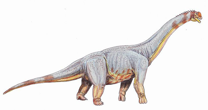 This drawing shows the possible appearance of Paralititan, a dinosaur from the late Cretaceous Period (around 100 million years ago). Paralititan was a huge Titanosaur and its name means 'tidal giant'. There is little fossil evidence of this dinosaur but from the remains that do exist scientists estimate that it could have been 28 metres (85 feet) long and weighed 60 tons.