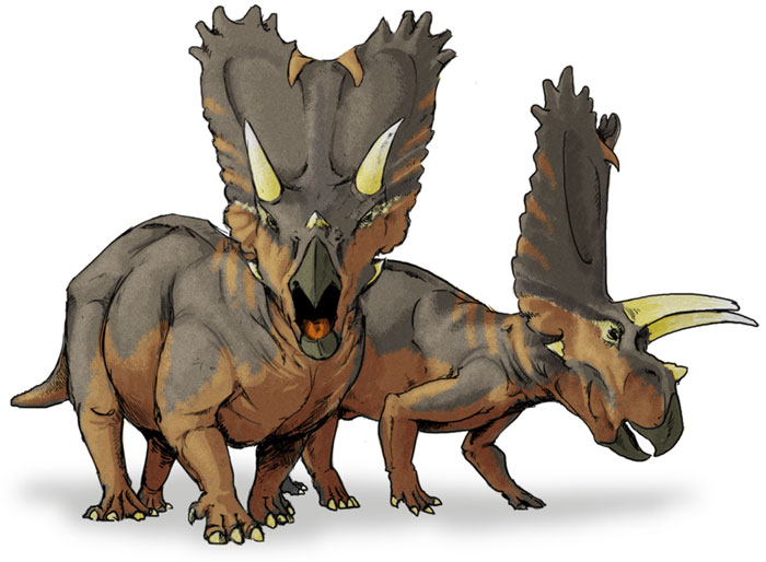 This drawing shows the possible appearance of Pentaceratops, a dinosaur from the late Cretaceous Period (around 75 million years ago). Pentaceratops (meaning 'five horned face') is related to the Triceratops (meaning 'three horned face' and like other Ceratopsid dinosaurs, ate plants. It weighed around 5500 kg (13000 lb) and reached around 8 metres (27 feet) in length.