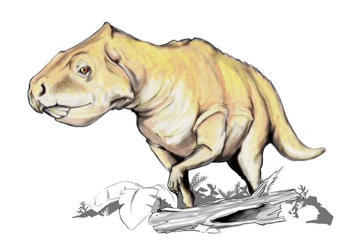 This drawing shows the possible appearance of Prenoceratops, a dinosaur from the late Cretaceous Period (around 80 million years ago). Prenoceratops fossils have been found in the US state of Montana. It belonged to a family of dinosaurs known as Ceratopsia and was a herbivore (plant eater).