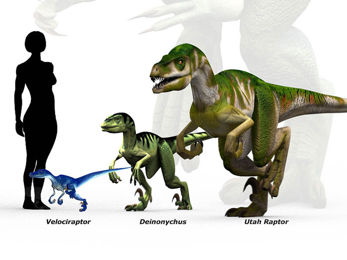 This picture shows a size scale of different types of raptors as they stand next to an average sized human being. The raptors include the Velociraptor, Deinonychus and Utahraptor.