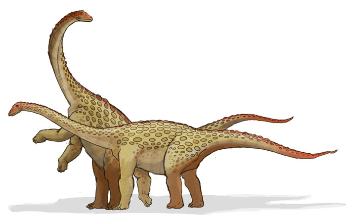 This drawing shows the possible appearance of Saltasaurus, a dinosaur from the late Cretaceous Period (around 70 million years ago). While Saltasaurus was a member of the huge Sauropod family, it was relatively small compared to others such as the Diplodocus and Apatosaurus. It featured small boney plates in its skin that acted as armor, was a herbivore (plant eater) and had an estimated length of a round 12 metres (39 feet).