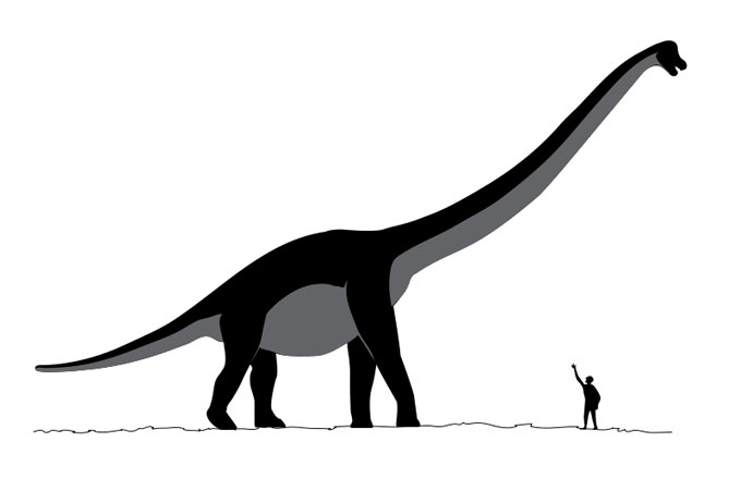 This picture shows a scale size comparison between a human and a dinosaur called Sauroposeidon. Sauroposeidon was a huge Sauropod from the early Cretaceous Period (around 112 million years ago). Scientists estimate that it reached a length of around 34 metres (112 feet). Sauroposeidon is named after the Greek god Poseidon and means 'earthquake god lizard'.