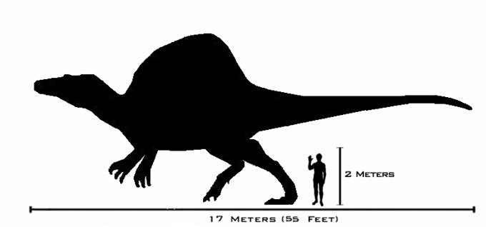 This picture shows a scale size comparison between a Spinosaurus and a human. The Spinosaurus was the largest meat eating (carnivorous) dinosaur of all time, weighing anywhere between 7 and 20 tons and possibly reaching up to 17 metres (55 feet) in length. For more information on this interesting dinosaur check out our Spinosaurus facts page.
