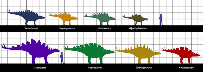 This picture shows a size scale comparison of different Stegosaurian species and a human. The measurement squares represent one metre. Some of the species pictured include Hesposaurus, Kentrosaurus, Huayangosaurus and Lexovisaurus.