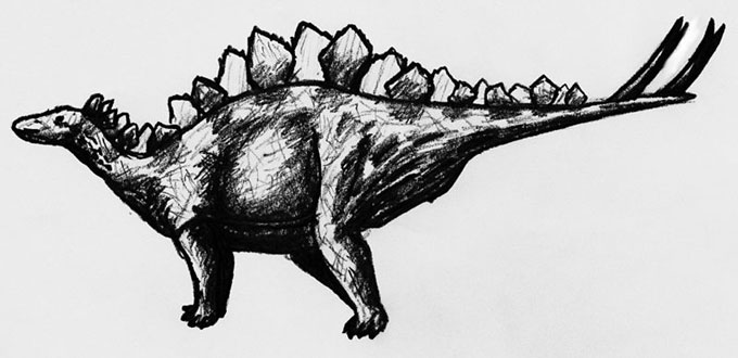 This picture shows a Stegosaurus pencil sketch. Stegosaurus was a large, herbivorous dinosaur from the late Jurassic Period.