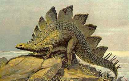 This picture is of an early Stegosaurus drawing by German artist Tiere der Urwelt from 1902.