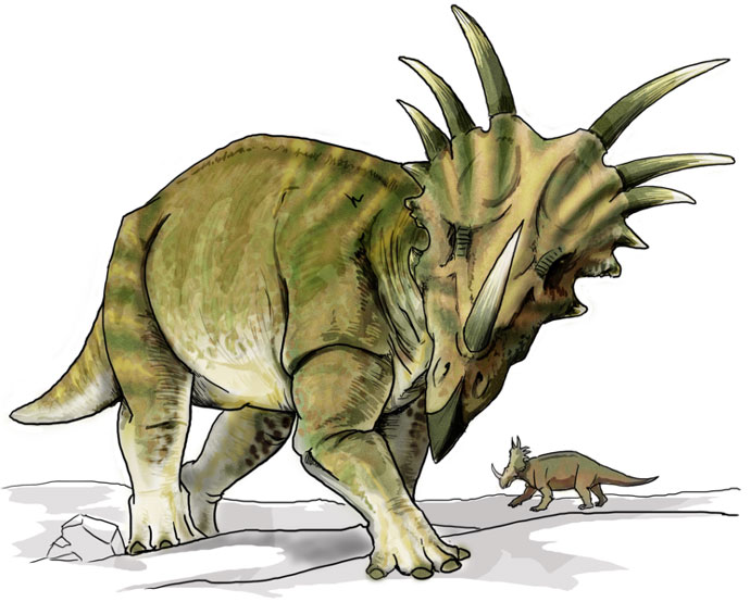 This drawing shows the possible appearance of Styracosaurus, a dinosaur from the late Cretaceous Period (around 75 million years ago). The name Styracosaurus means 'spiked lizard' and refers to the horns coming from its neck frill as well as the horns on its cheeks and larger horn coming from its nose, which could have been up to 60cm in length. Styracosaurus was a large, bulky dinosaur that ate plants (herbivore).