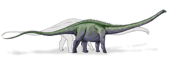 This drawing shows the possible appearance of Supersaurus, a dinosaur from the late Jurassic Period. Supersaurus was a massive Sauropod that could have reached up to 34 metres (112 feet) in length and was related to the Apatosaurus.