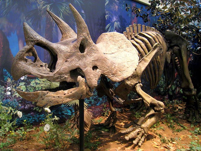 This excellent photo shows a Triceratops skeleton on display at the Carnegie Museum of Natural History, Pittsburgh, Pennsylvania, USA.