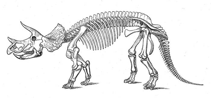 This picture shows a side on view of an old Triceratops skeleton reconstruction sketch.