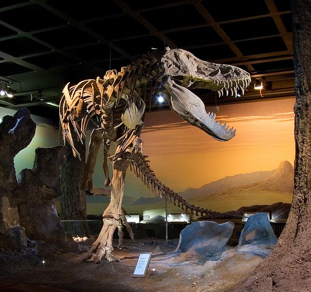 This excellent photo gives a great view of a Tyrannosaurus rex skeleton on display at Naturhistoriska Riksmuseet in Stockholm, Sweden. This Tyrannosurus specimen is known as 'Black Beauty'.