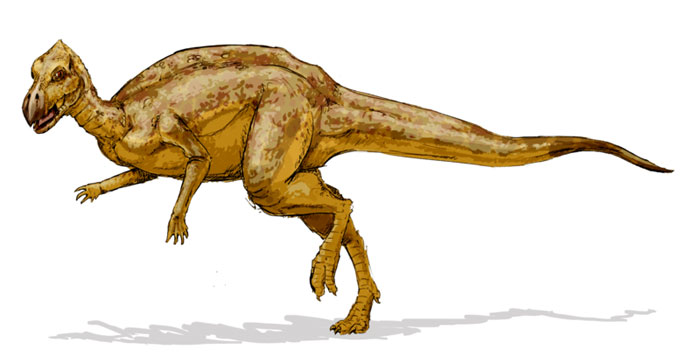 This drawing shows the possible appearance of Zalmoxes, a dinosaur from the late Cretaceous Period. Zalmoxes was a herbivorous (plant eating) Iguanodont that was around 4 metres (13 feet) in length. Both known species of Zalmoxes were found in Romania.