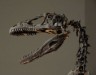 Deinonychus skeleton picture