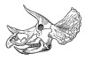 Old Triceratops Skull