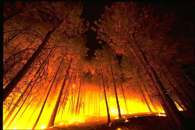 This photo shows a unique angle of a raging forest wildfire as the flames rip though the trees, creating intense heat and a deep glow.