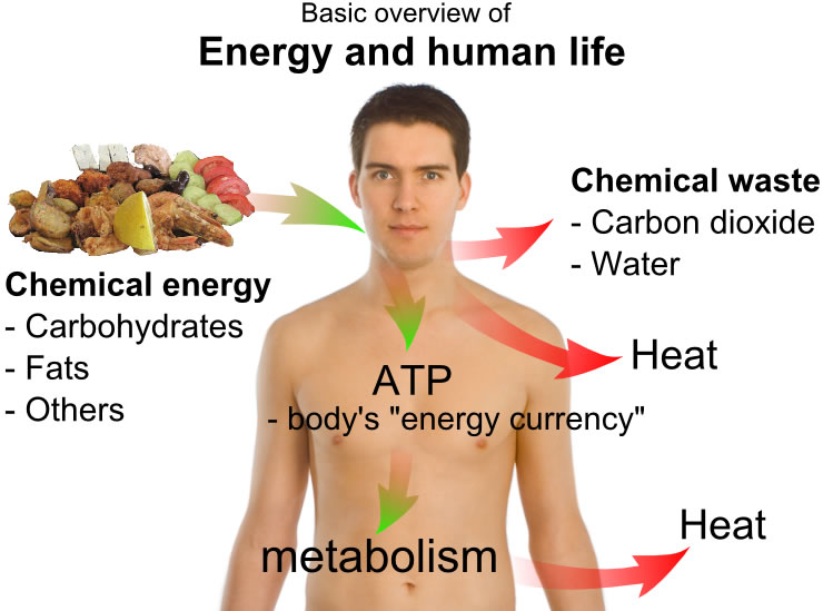 This diagram shows a basic overview of energy and human life. It includes chemical energy, chemical waste, metabolism, heat and more.