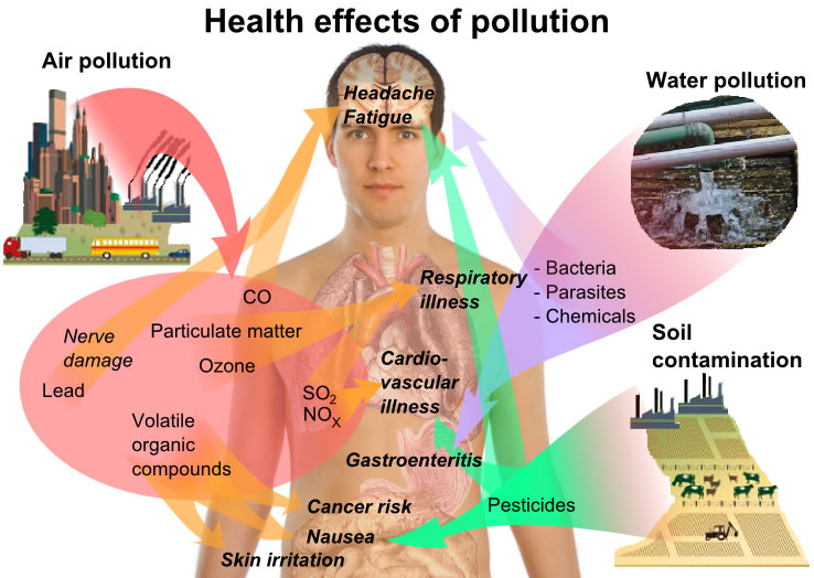 This diagram lists a number of health effects that arise from different types of pollution. Soil contamination, water pollution and air pollution can lead to conditions such as respiratory illness, nerve damage, cancer and skin irritation.