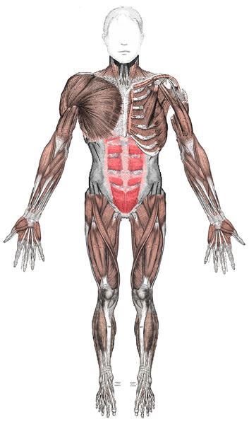 This diagram shows the anterior muscles of a fully extended adult human body from a front on perspective