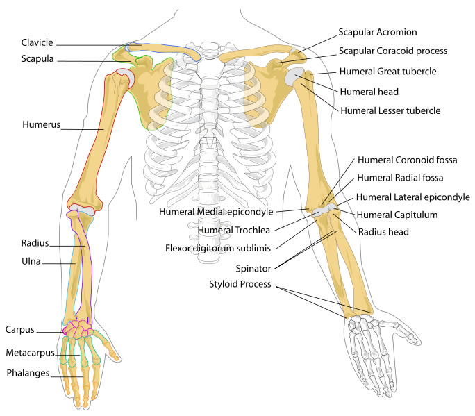 This arm bones diagram shows all the important bones that make up the arms of the human body. They include such bones as the clavicle, scapula, humerus, radius, ulna, carpus, metacarpus, phalanges and more