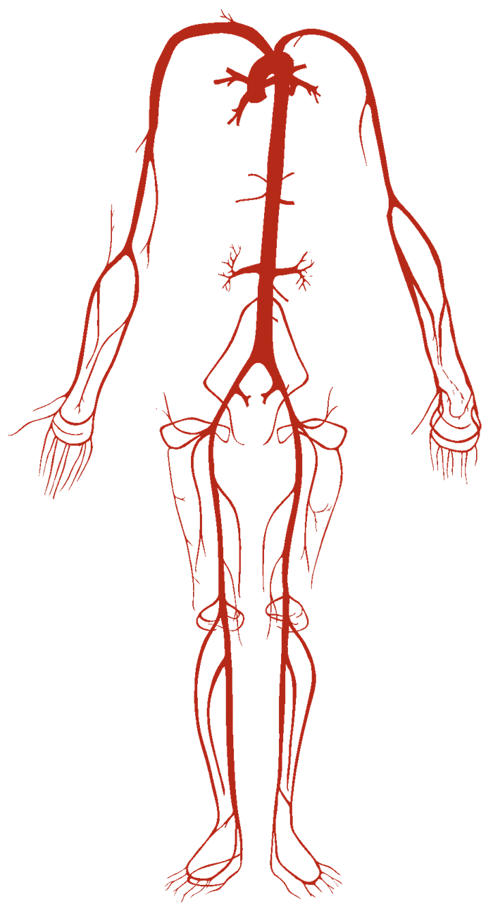 Arterial System, Arteries - Human Body Pictures & Diagrams - Science