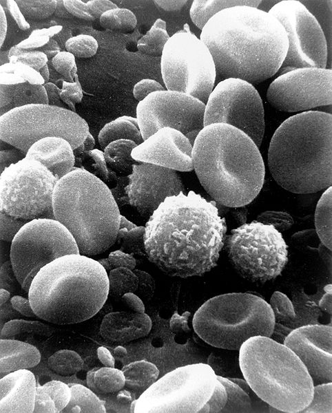 This image shows an extreme close up of human blood cells as seen under a powerful microscope