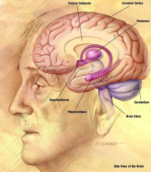 This brain drawing shows a side view of the brain inside the head of a man. It points out important areas of the brain such as the corpus callosum, cerebral cortex, thalamus, cerebellum, brain stem, hippocampus and hypothalamus