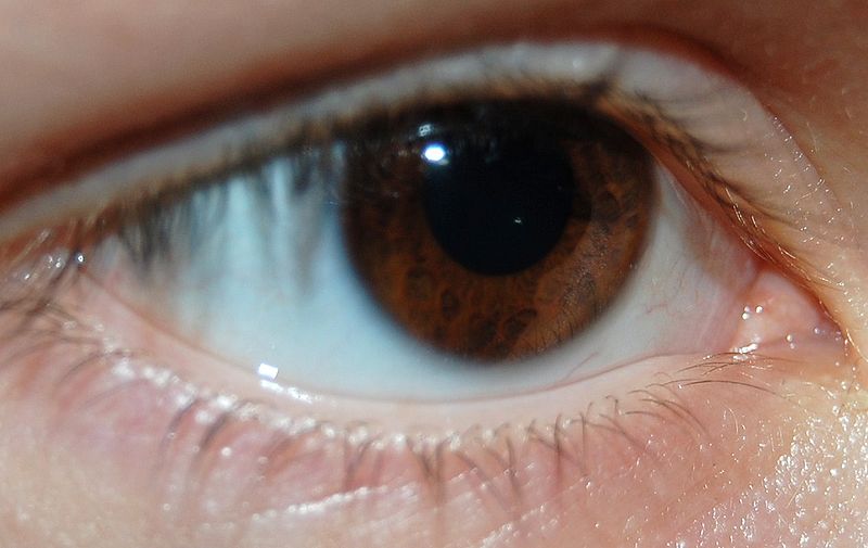 This extreme close up image shows a brown human eye. The photo gives a detailed view of the pupil and iris