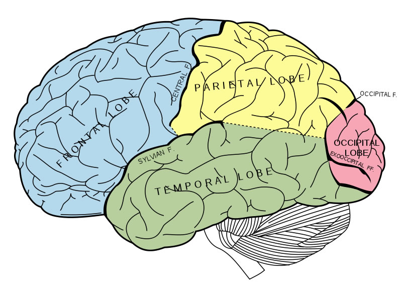 This cerebrum diagram labels important parts of the human brain such as the frontal, temporal, parietal and occipital lobes. The diagram is drawn in different colors to highlight the various areas of the brain. The main fissures and lobes of the cerebrum are viewed laterally. The image is taken from Grays Anatomy.