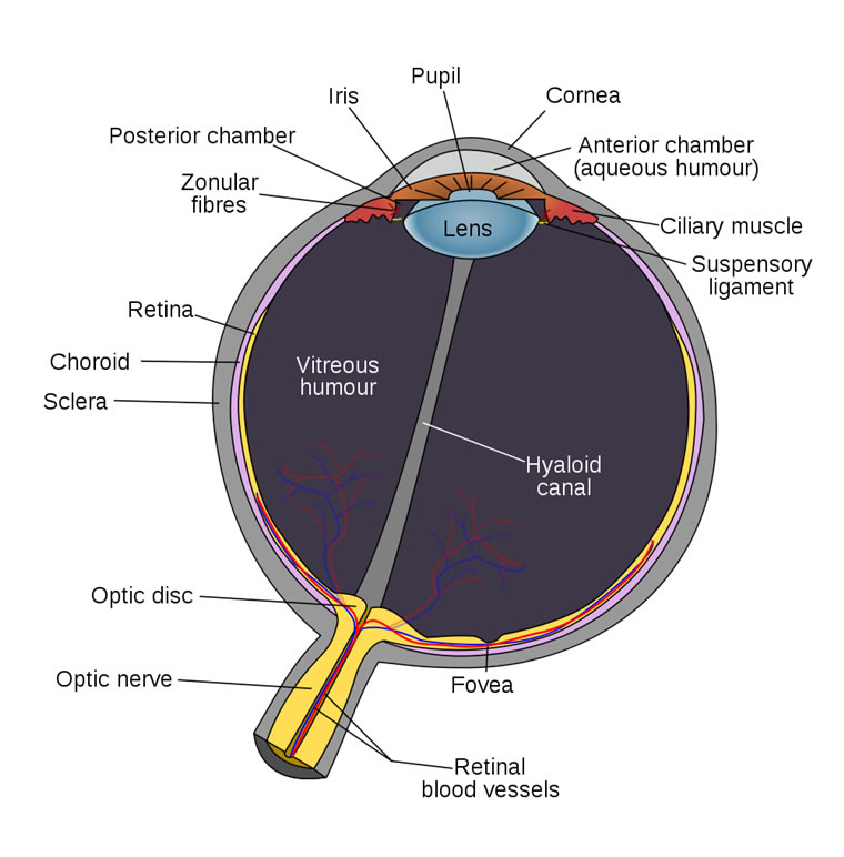 This human eye diagram gives an excellent overview of the human eye. The cross section features labeled parts such as the iris, pupil, cornea, lens, retina, choroid, optic disc, optic nerve and fovea.