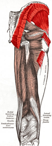This image shows the gluteus muscles of the human body.