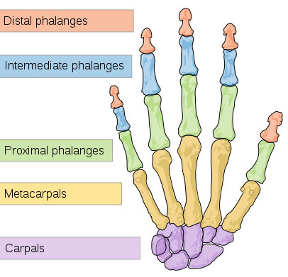 This picture shows the division of different bones in the human hand, including the distal phalanges, intermediate phalanges, proximal phalanges, metacarpals and carpals.