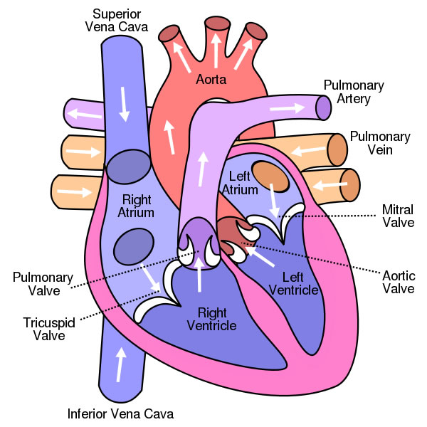 This is an excellent human heart diagram which uses different colors to show different parts and also labels a number of important heart component such as the aorta, pulmonary artery, pulmonary vein, left atrium, right atrium, left ventricle, right ventricle, inferior vena cava and superior vena cava among others.