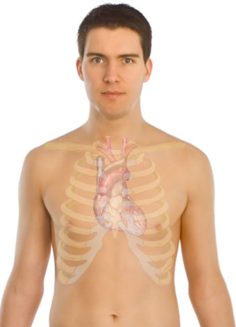 This image shows the heart surface anatomy of a male human body. This includes the rib cage that protects the human heart as well as the skin on the outer surface.
