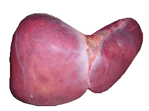 An image of the human liver. The liver is an important organ that is necessary for humans to survive.