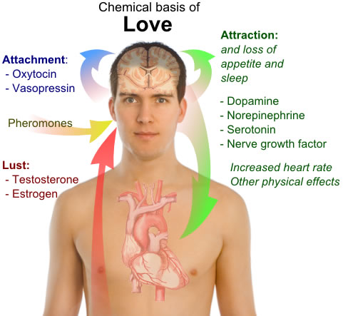 This diagram shows a simple overview of the chemicals of love. A number of different chemicals are thought to be involved in this emotion and they include testosterone, estrogen, pheromones and others.