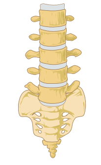 An image of the lower spine of the human body. Also known as the lumbar, this region features the five largest and strongest vertebrae in the moveable part of the spinal column.