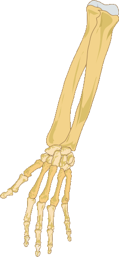 This picture shows the right hand bones of the human body.